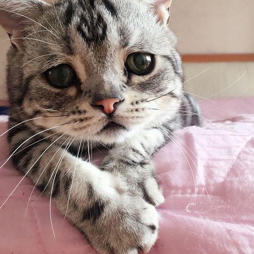 猫眼