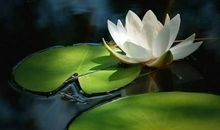 懂得放弃也是一种风度