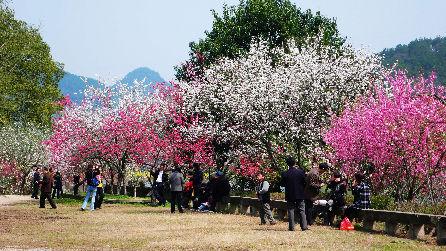 桃花