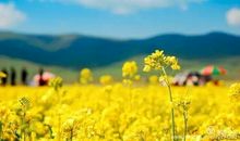 我的家乡美如画