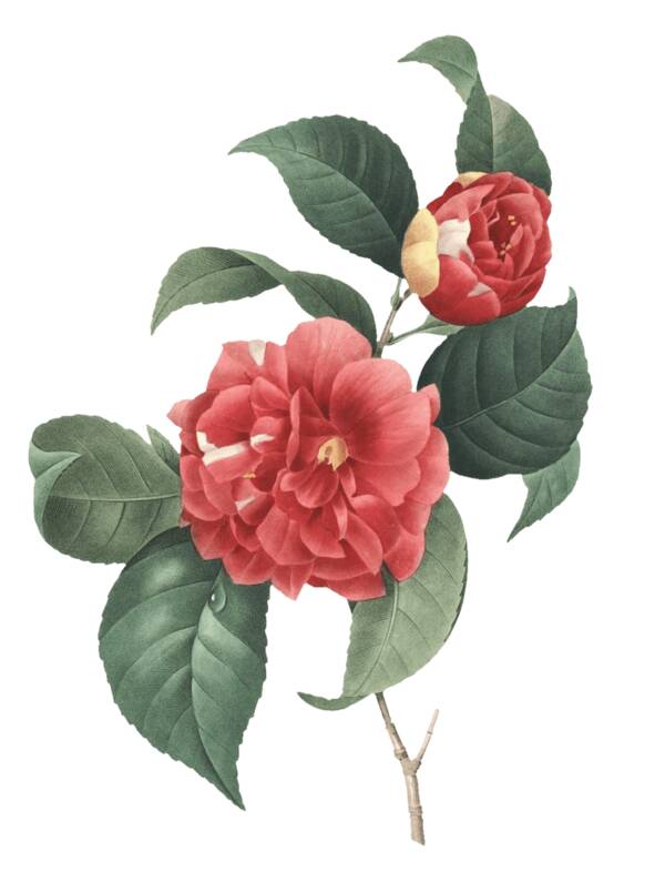 茶花在故乡