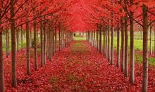 铺满鲜花的小路