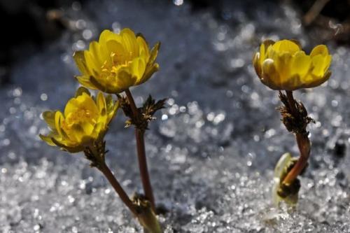 我喜欢晦涩的叶子