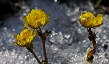 我爱默默无闻的叶