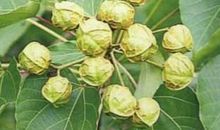 家门口的油桐树