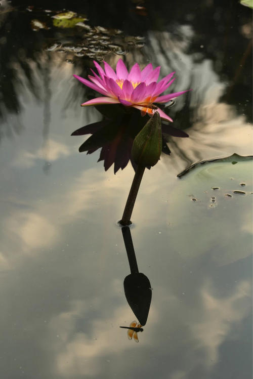 优雅而芬芳，宜人宜人