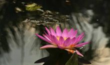 淡雅幽香清悦欢愉