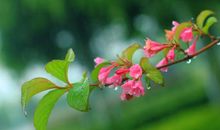 丝丝细雨情意深