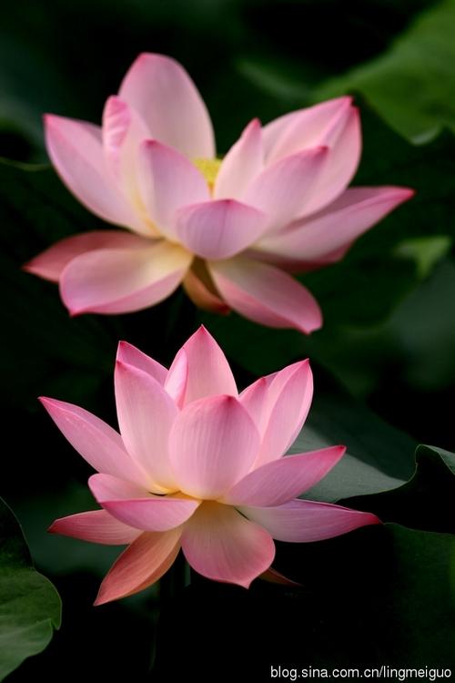 是绿色的莲花