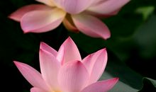 出泥不染是青莲