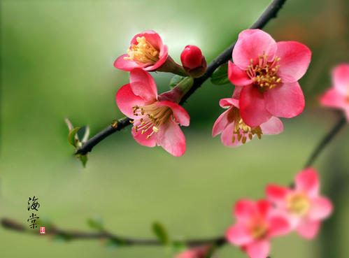 谢谢海棠花