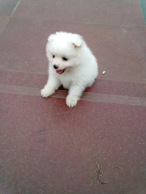 我的爱犬