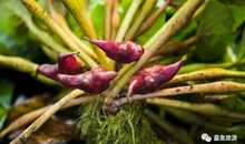 记忆深处的菱角香