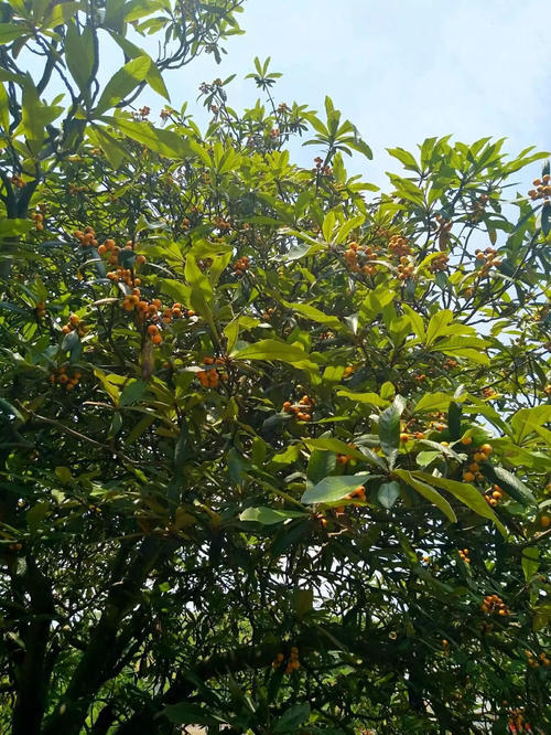 楼下有一棵tree树