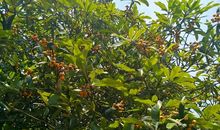 楼下有棵枇杷树