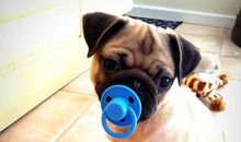 都是偷懒惹的祸