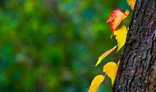 假如我是一片秋叶