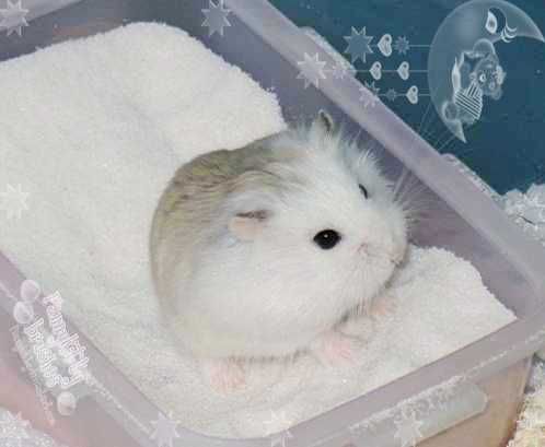 沐浴小仓鼠