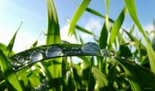 夏天清晨的味道