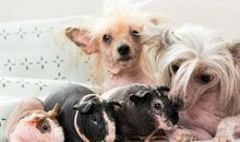 献给小狗的一份爱