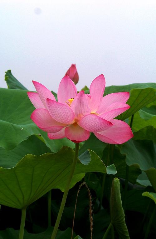 我发现了莲花的秘密