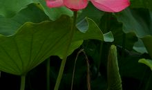 我发现荷花的秘密