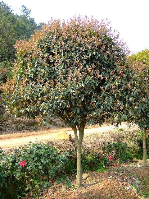 桂花树