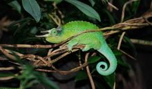 我的变色龙老师