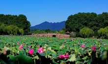 夏日的秀美西湖