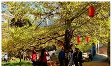 埋在记忆深处的银杏