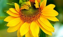 生命中最美的绽放