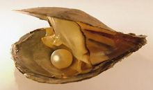 风雨侵袭中的无价