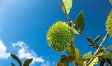 板粟树下的泪花