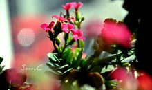 欣赏向阳的生命