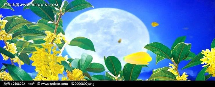 桂花