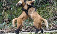 我最喜欢的动物狼