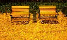 如同落叶的离别