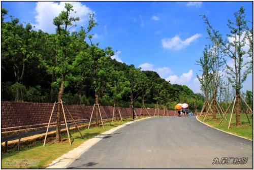 小树在路边