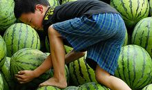 搬西瓜