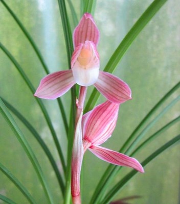 兰花