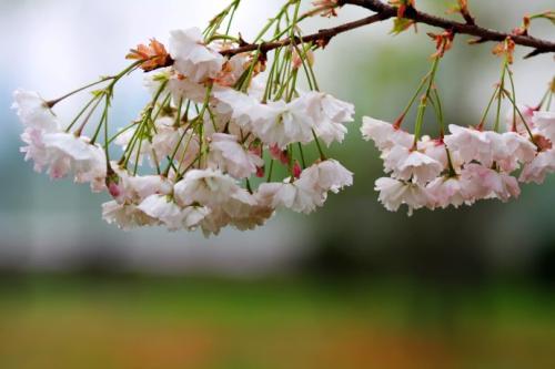 早春雨