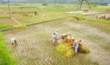 锄禾日当午，汗滴禾下土