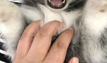 我最喜欢的动物哈士奇