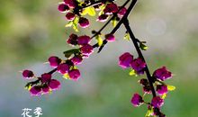 春暖花开的季节