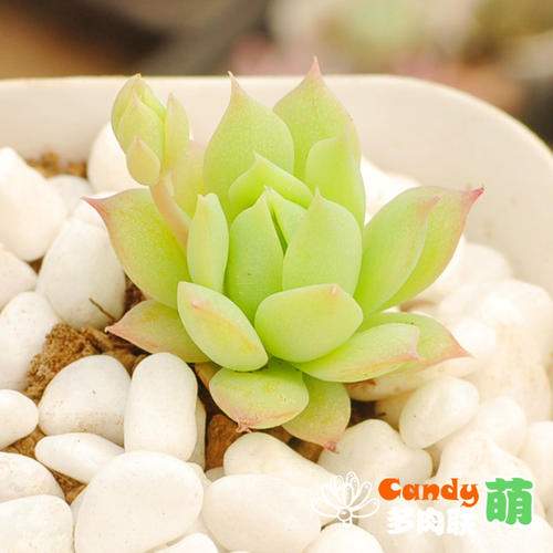 可爱的多肉植物