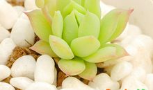 可爱的多肉植物