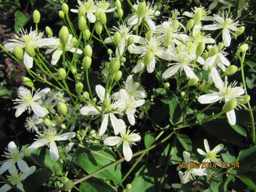 看完茉莉花