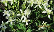 茉莉花开读后感