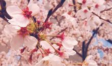 春天，与樱花的美丽相遇