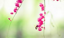 刻在心中的花朵